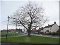 Winter tree, Scorton