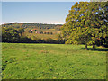 Lush meadow near Aylhill