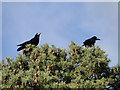 Rooks on a pine tree