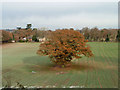 An oak in a field, Wivelsfield