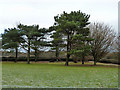 Trees, Clayton recreation ground