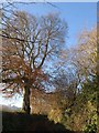 Beech on Copland Lane