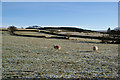 Sheep and walls above Hurstwood