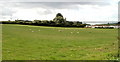 View of two bridges across a field, Beachley