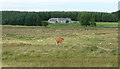 Farmland near Otterburn (2)