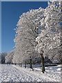 Winter trees in Roath Park playing field