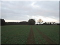 Footpath to Shuttles Wood