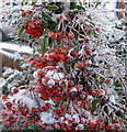 Frosted Pyracantha