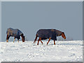 Grazing on Colton Hills, Staffordshire