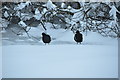 Tiverton : Birds on the Frozen Canal