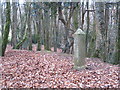 A boundary stone in Tehidy Woods