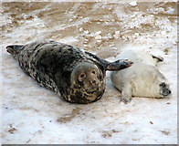 TG4624 : Grey seals (Halichoerus grypus) - mother and pup by Evelyn Simak
