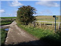 Footpath by Old Warren