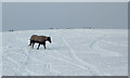 Grazing on Colton Hills, Staffordshire (just)