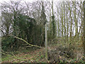 Footpath through a tangle of undergrowth