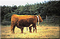 South Devon cattle at Sherwood Forest Farm Park