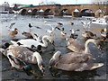 Nabbing a Nibble on the Nith