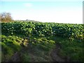 A field of brassicas near Plasnewydd