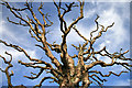 A dead elm tree near Whiteburn