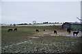 Young horses grazing