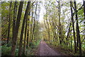 TQ4635 : Forest Way, Sawpit Wood by N Chadwick