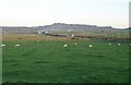 Sheep pastures at Blawdty