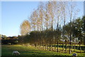 A line of Poplar trees, Rolvendene Farm