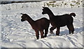 SH5159 : Alpacas yn yr eira / Alpacas in the snow by Ceri Thomas