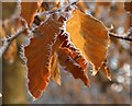 Frost in Cary Park