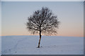 Solitary birch tree at Manor Golf Club