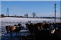 Cold cattle at Husthwaite