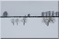 Trees in snowy fields west of Westmuir