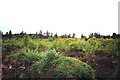 Moorland at Culloden Field