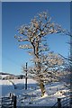 Snow on the tree