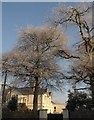 Frosty trees, St Marychurch