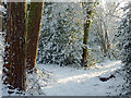 Woodland track in Muchall Park, Wolverhampton