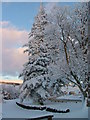 Snowy trees at Achnasheen