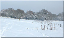 SO9095 : Snow covered pasture near Penn Common, Staffordshire by Roger  Kidd