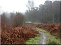 Ashley Heath, footpath