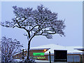 A Scots Pine Tree by the Supermarket