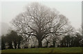 Misty trees near the Giant