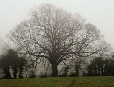 J3268 : Misty trees near the Giant's Ring, Belfast by Albert Bridge