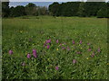 Heronsbrook Meadow Silwood Park