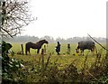 Feeding the horses, Osterley Park