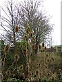 Teasels, Stuckton