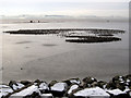 Birds resting on the Marine Lake