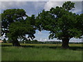 Veteran Oaks in Windsor Great Park