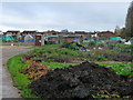 Andover - Allotments