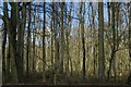 Grove Wood, from the layby at the top of Aston Hill