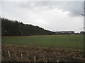 Plantation near Rothwell Grange Farm